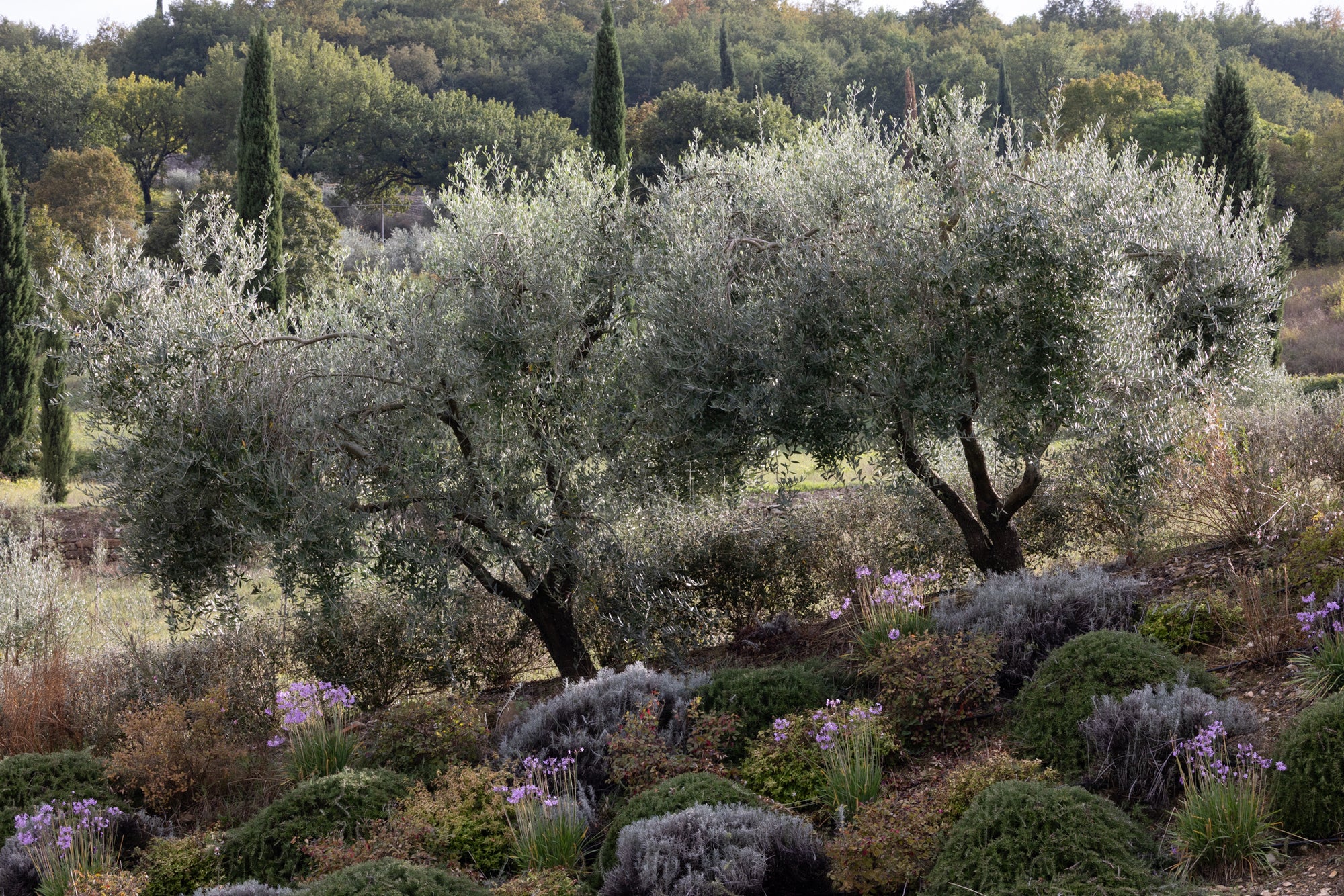 Tuscany I