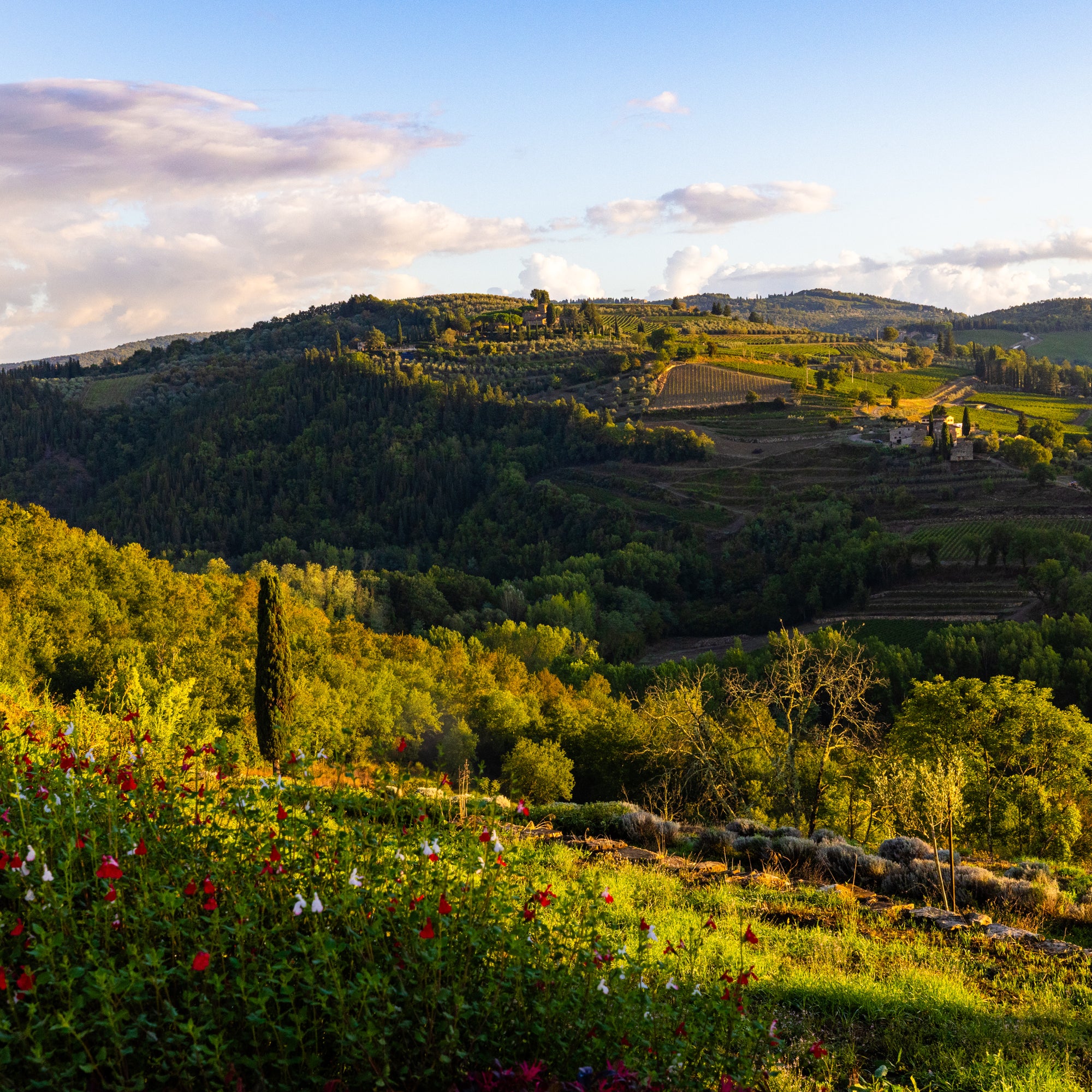 Hilly landscape with greenery and a clear sky