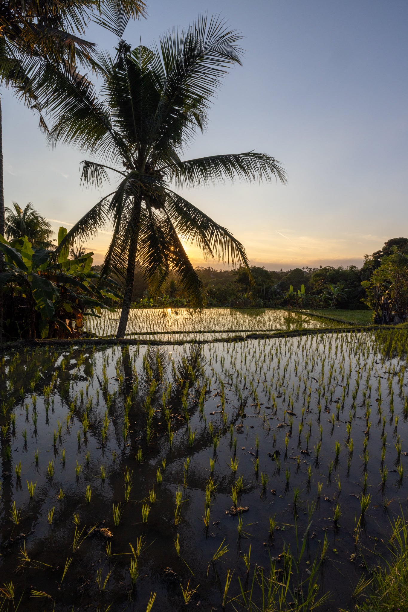 Ubud Bali III